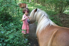 Poney à _Suède