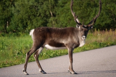 Rennes sur la route 17_Norvège