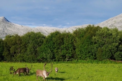 Rennes sur la route 17_Norvège