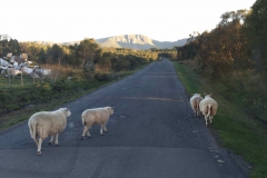 Moutons sur la route Langøya