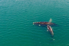 Valdes, baleines franches australes
